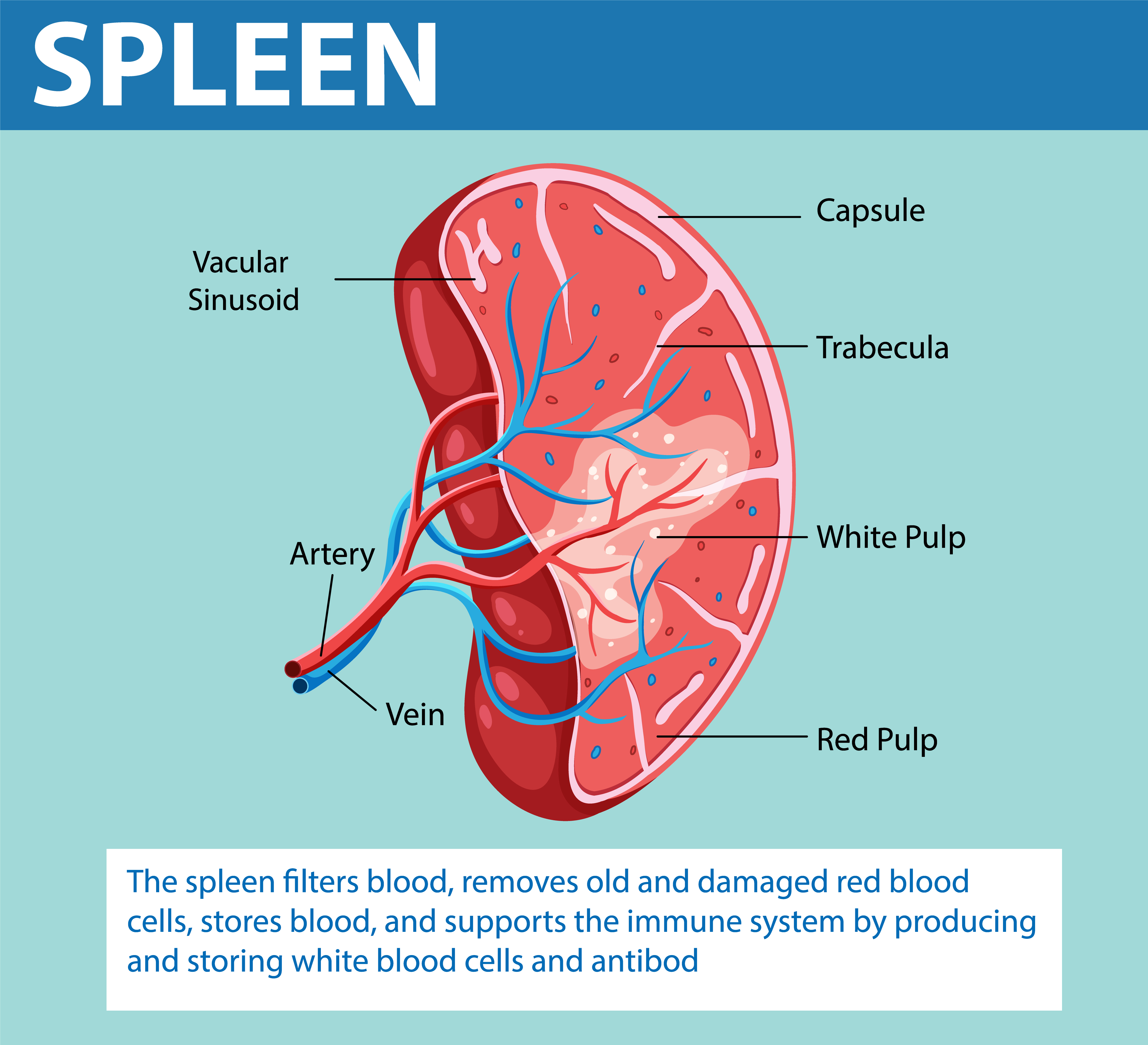 "Labeled spleen anatomy diagram showing arteries, veins, white pulp, red pulp, and capsule for blood filtration