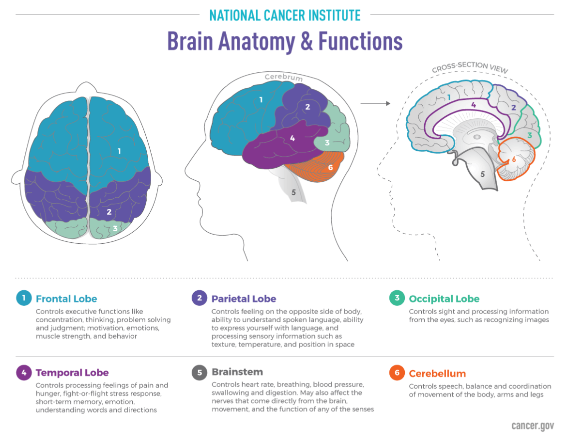 Image of where which areas of the brain terminal cancer can affect