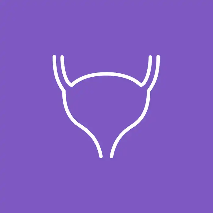 Bladder Anatomy