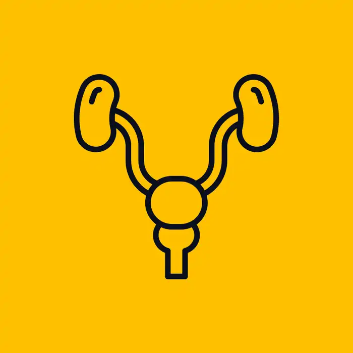 Prostate Anatomy