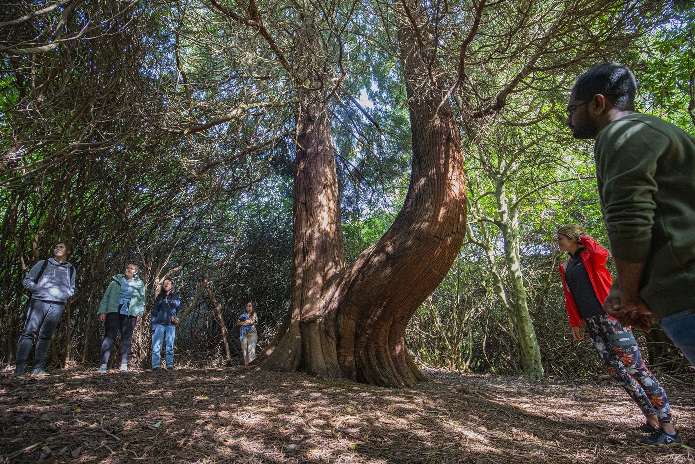 People gathered beneath the spreading limbs of an old tree