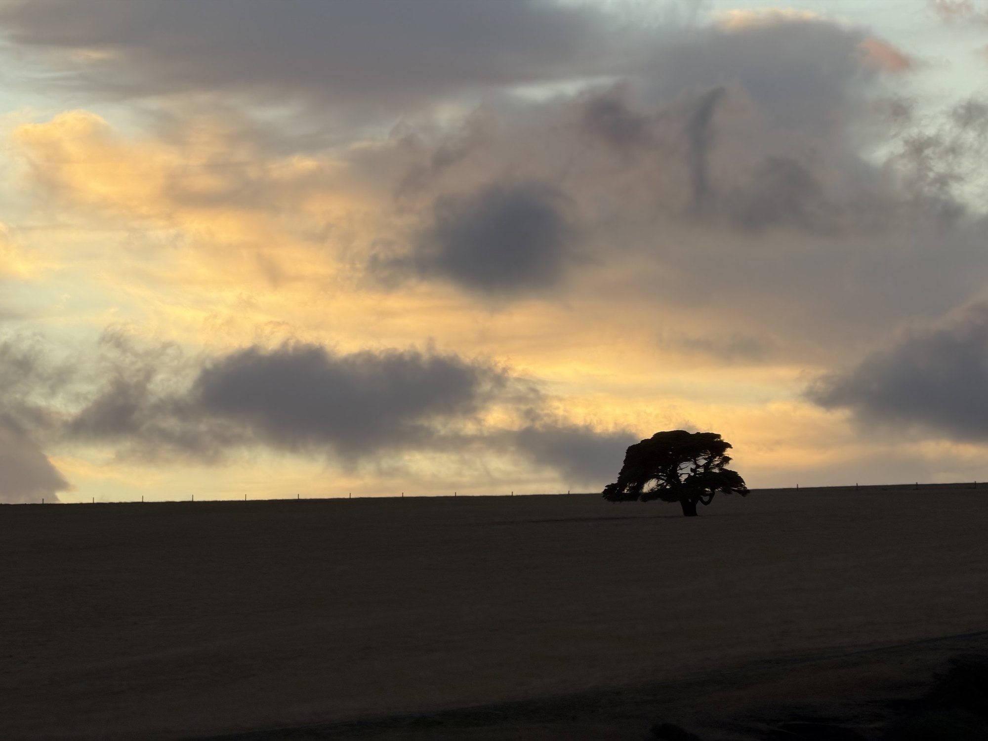 A lone tree on an open ridge