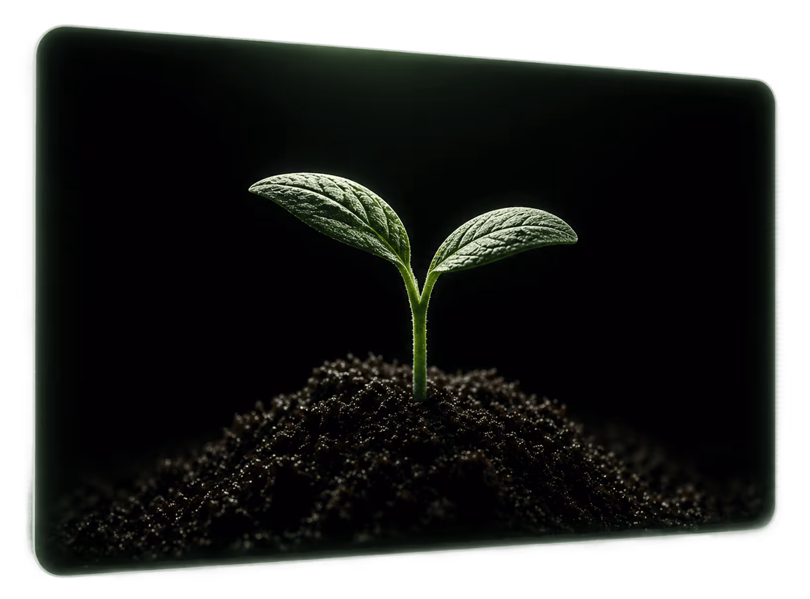 Close-up of a small green seedling with two leaves growing from dark soil against a black background.