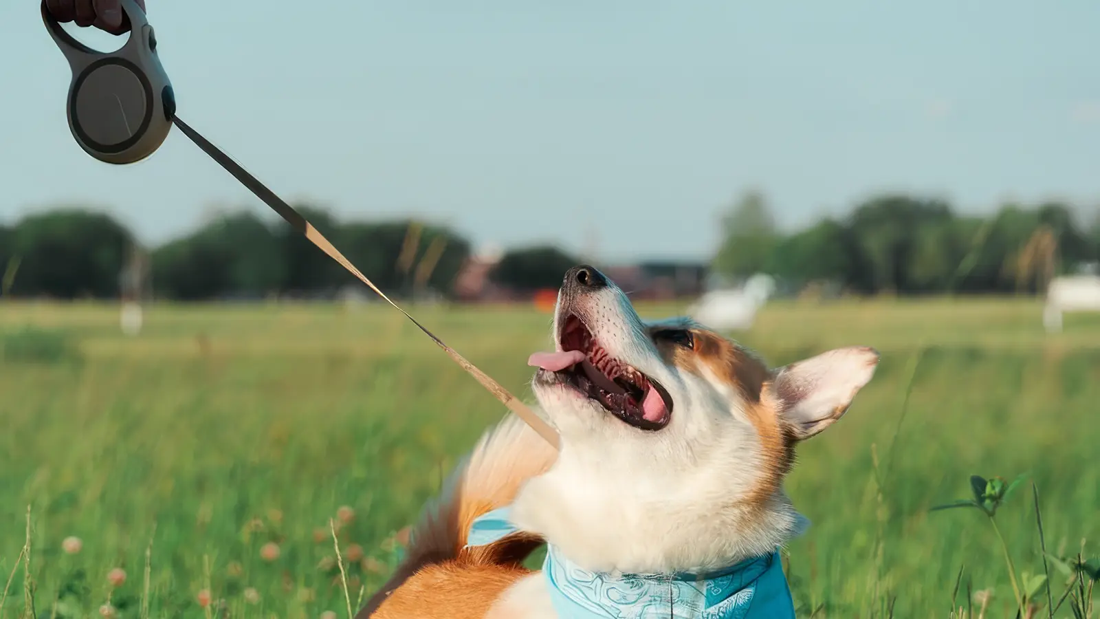 Dog playing with a leash in a grassy field