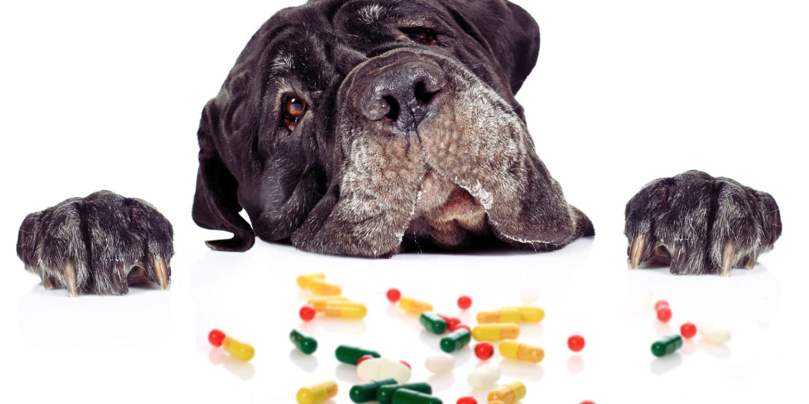 Dog Supplements by Life Stage: What Your Dog Needs