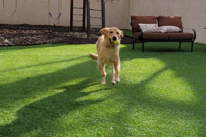 how often should a dog poop
