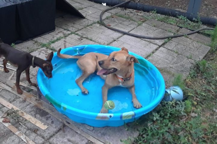 dog swimming Tampa FL