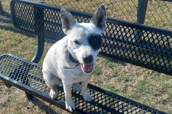 dog-adoption-animal-shelters
