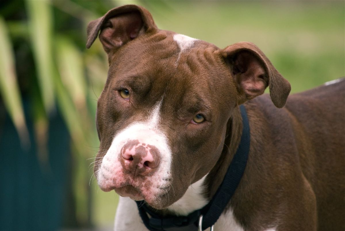 history of pit bulls