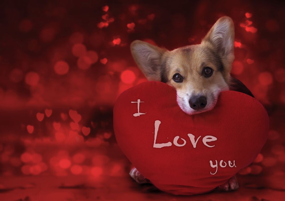 Valentine's Day treats for dogs