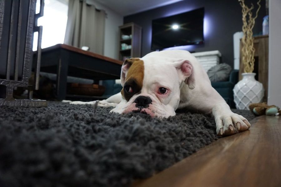 dog-entertainment-working-from-home