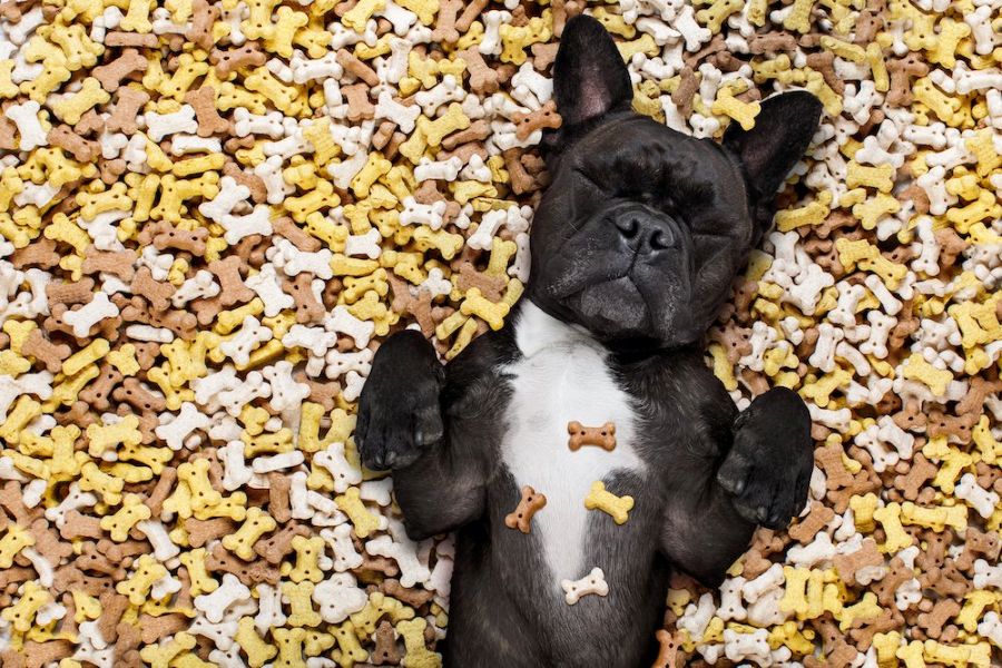 four-ingredient-homemade-dog-treats