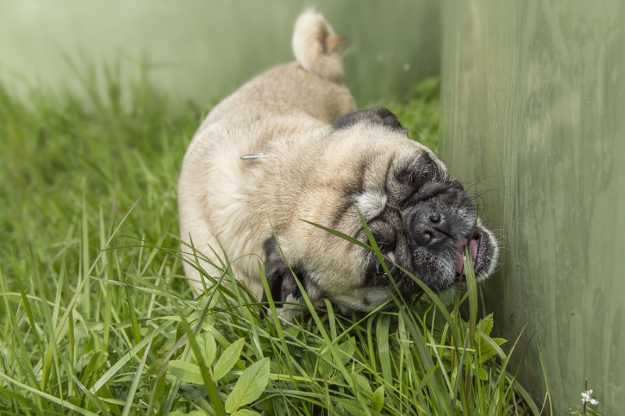 why-dogs-eat-grass
