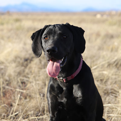 Harley