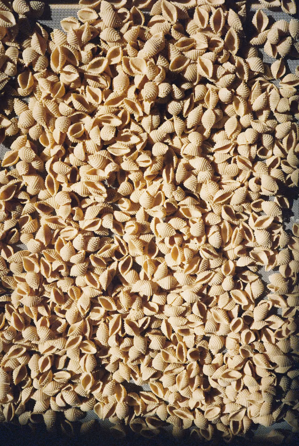 Close-up of numerous small, dry pasta shells spread out on a mesh surface under sunlight.