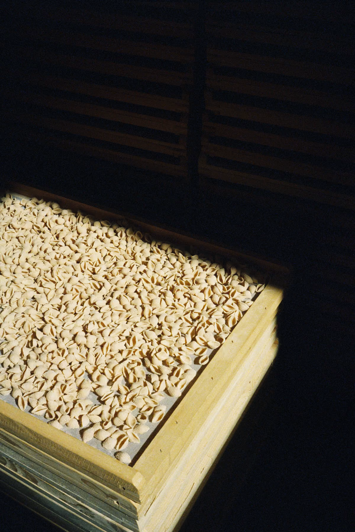 Wooden tray filled with small shell-shaped pasta drying, placed in a dimly lit environment.