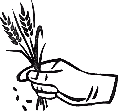 Black line drawing of a hand holding three wheat stalks with some grains falling.