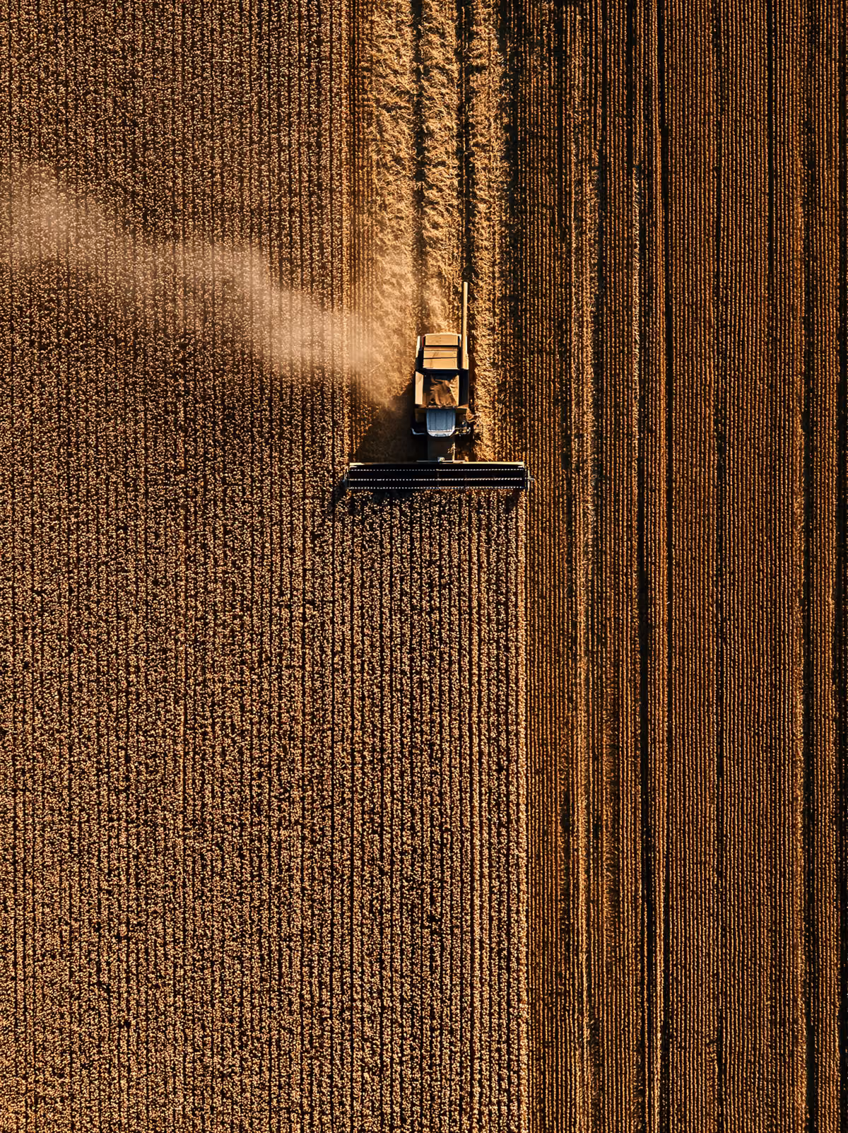 Aerial view of a combine harvester in a brown crop field, harvesting in neat parallel rows with dust trailing behind it.