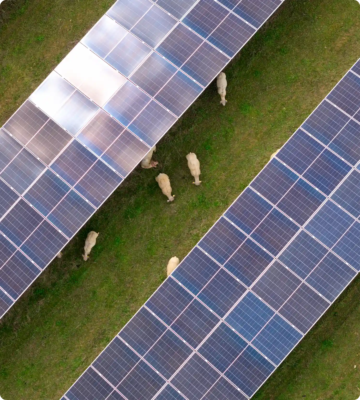 Aerial view of rows of solar panels with sheep grazing between them