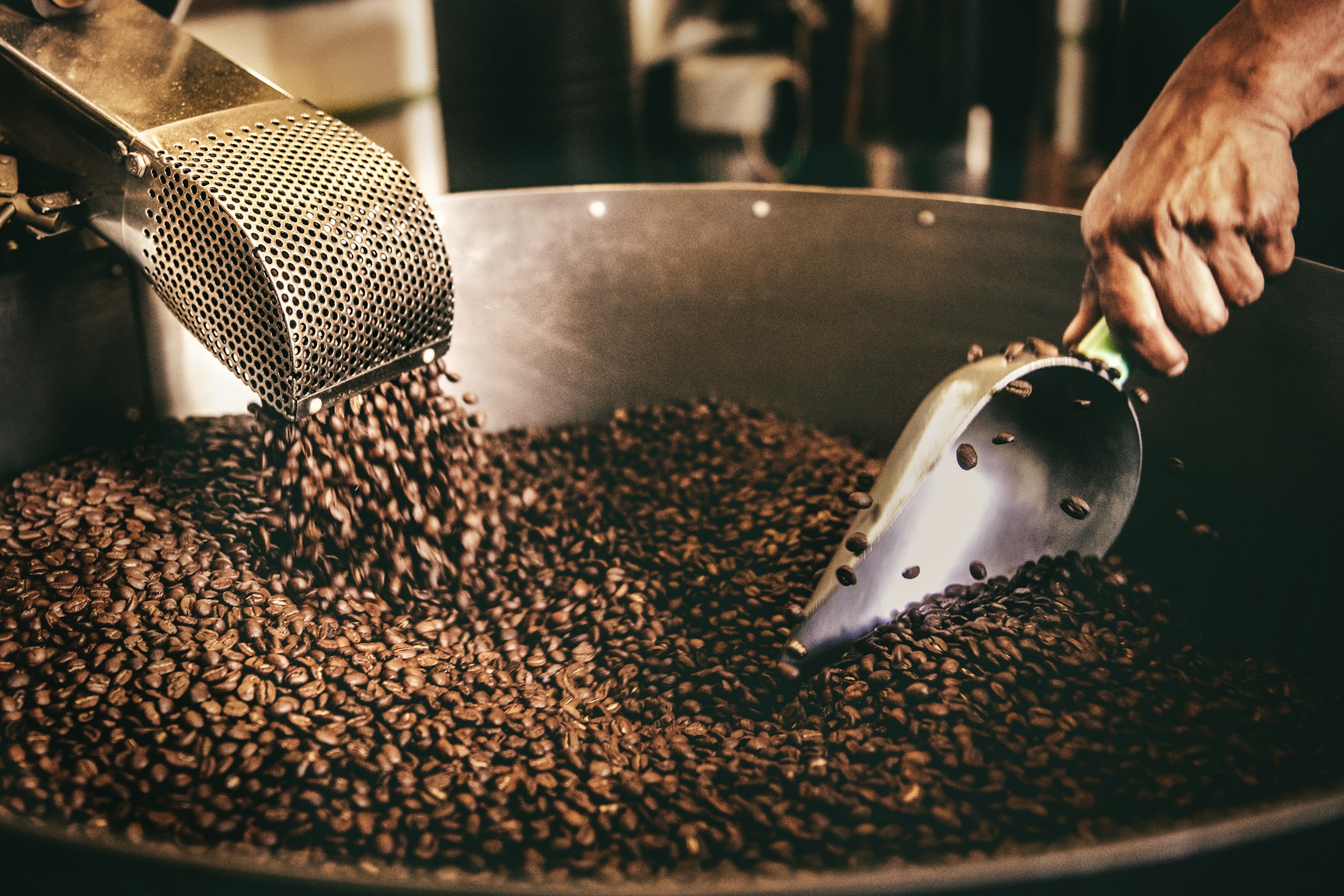 A hand stirring freshly roasted coffee beans with a metal scoop