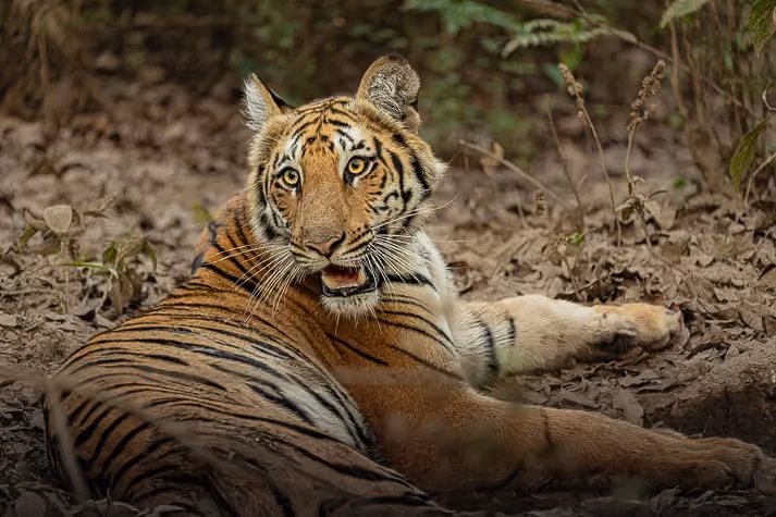 Tiger spotted on safari in Jim Corbett National Park