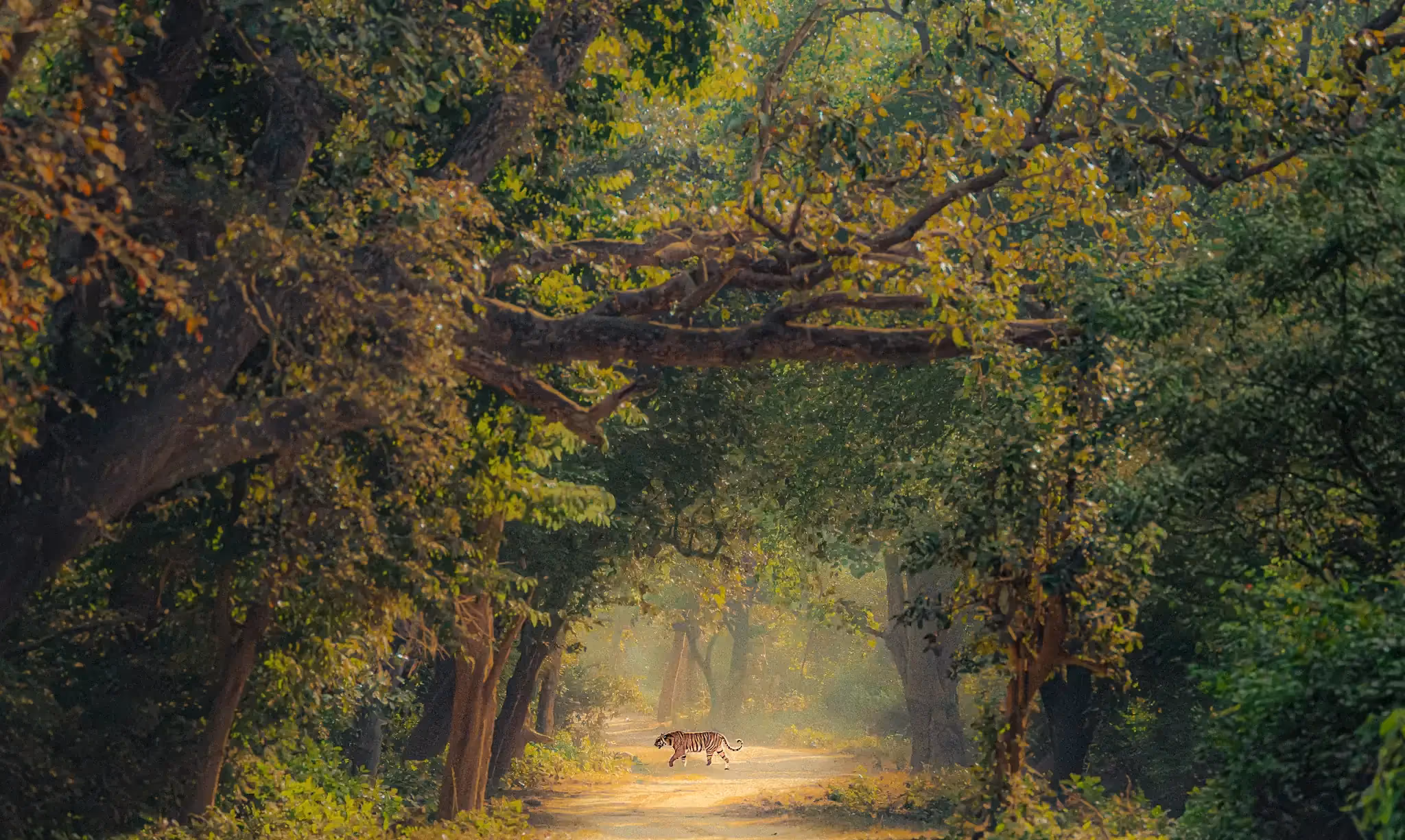 Tiger in Jim Corbett National Park near Aahana
