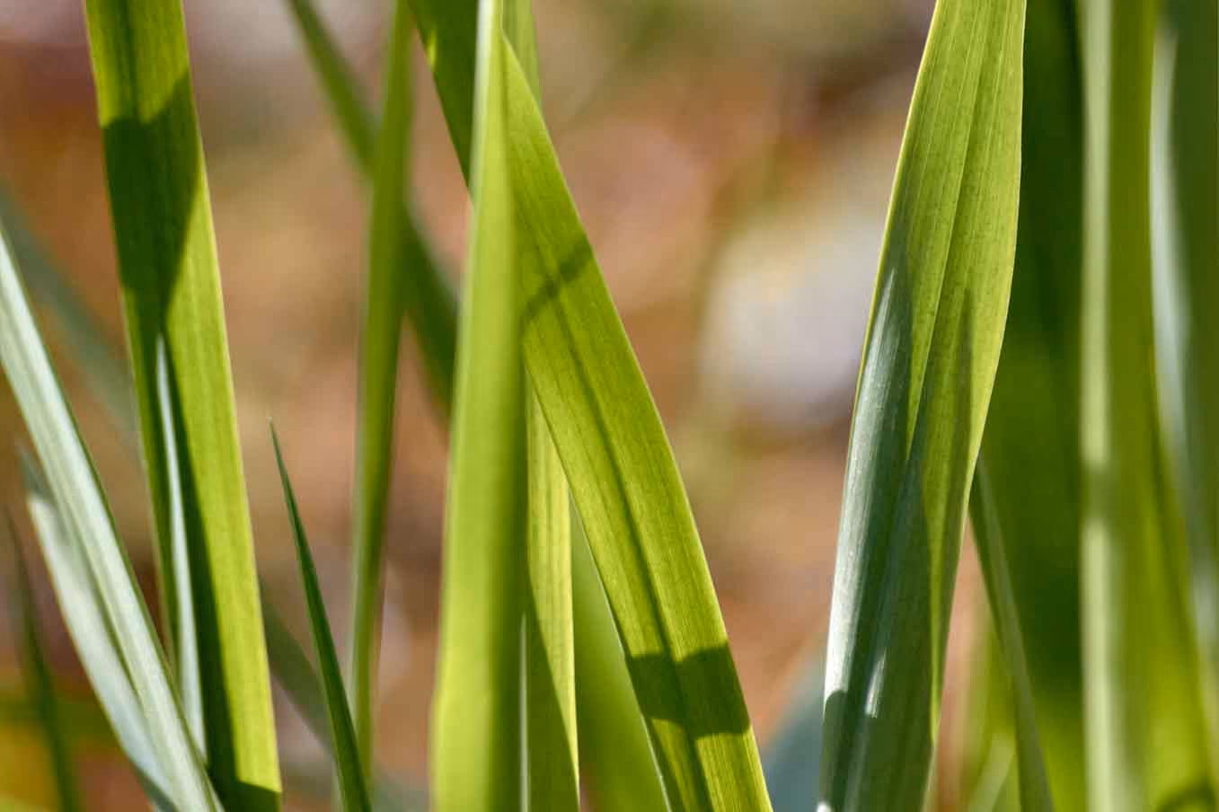 Lemongrass grown for natural pest defence at Aahana
