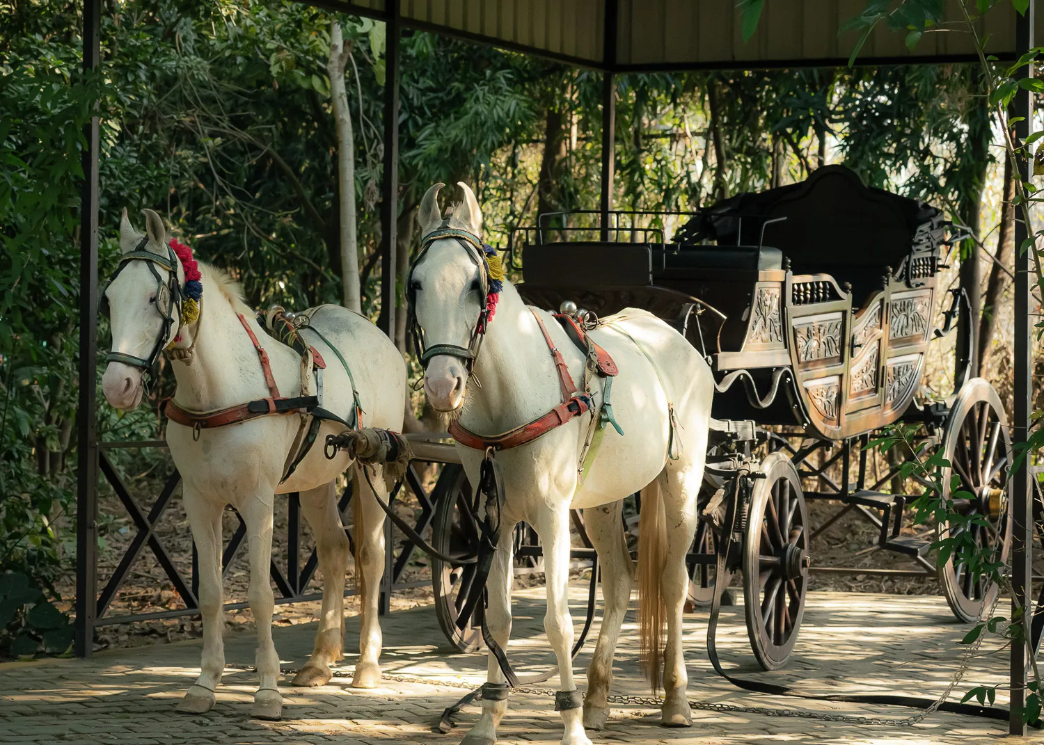 Horse-drawn buggy ride through the forest at Aahana
