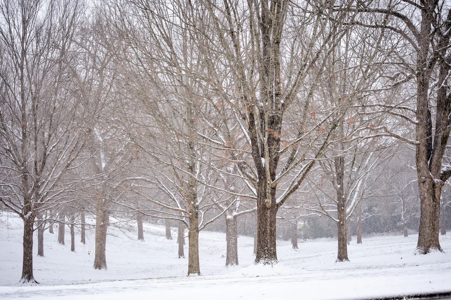 NC State Snow Day Social Media
