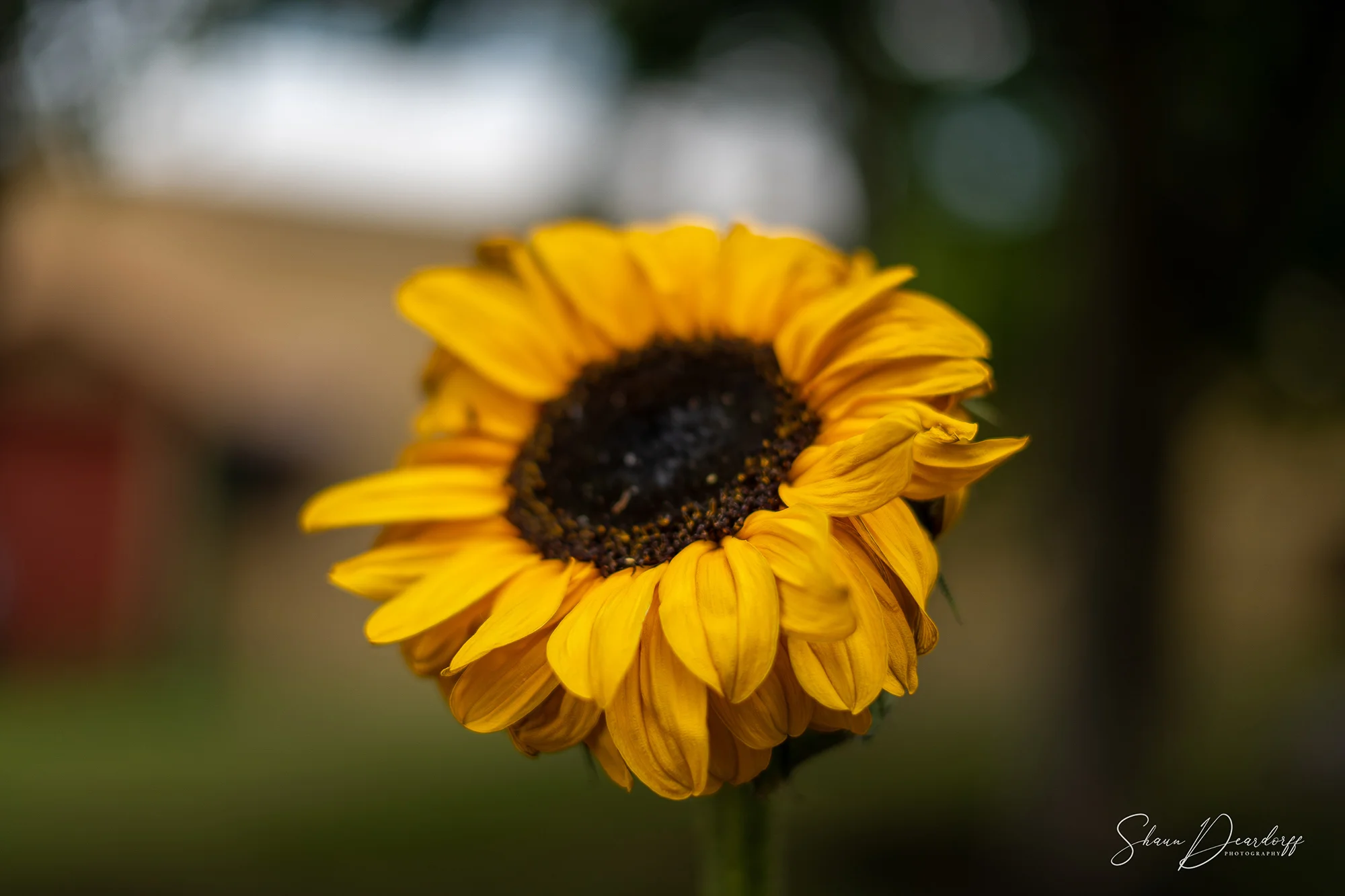 Lifestyle Photography Raleigh NC