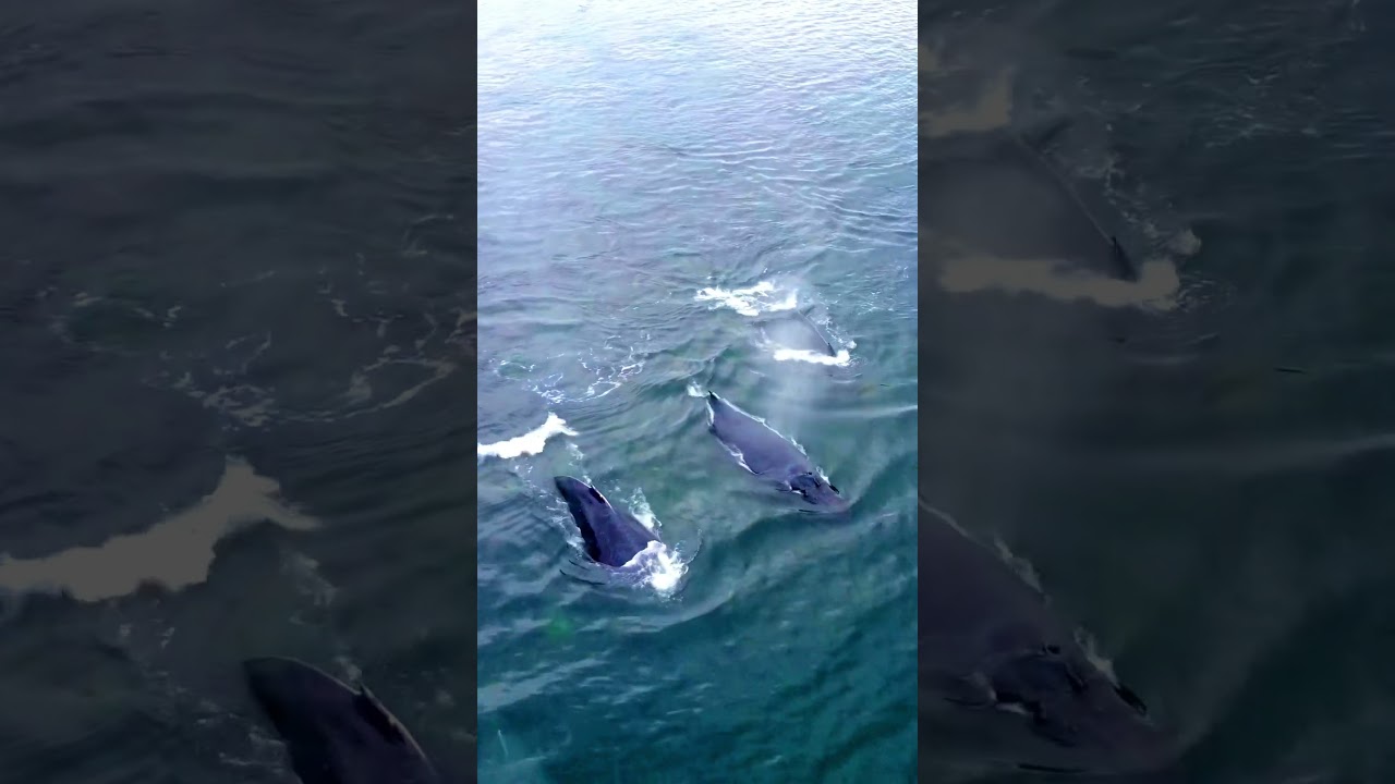 Humpback Whales in Glacier Bay Alaska