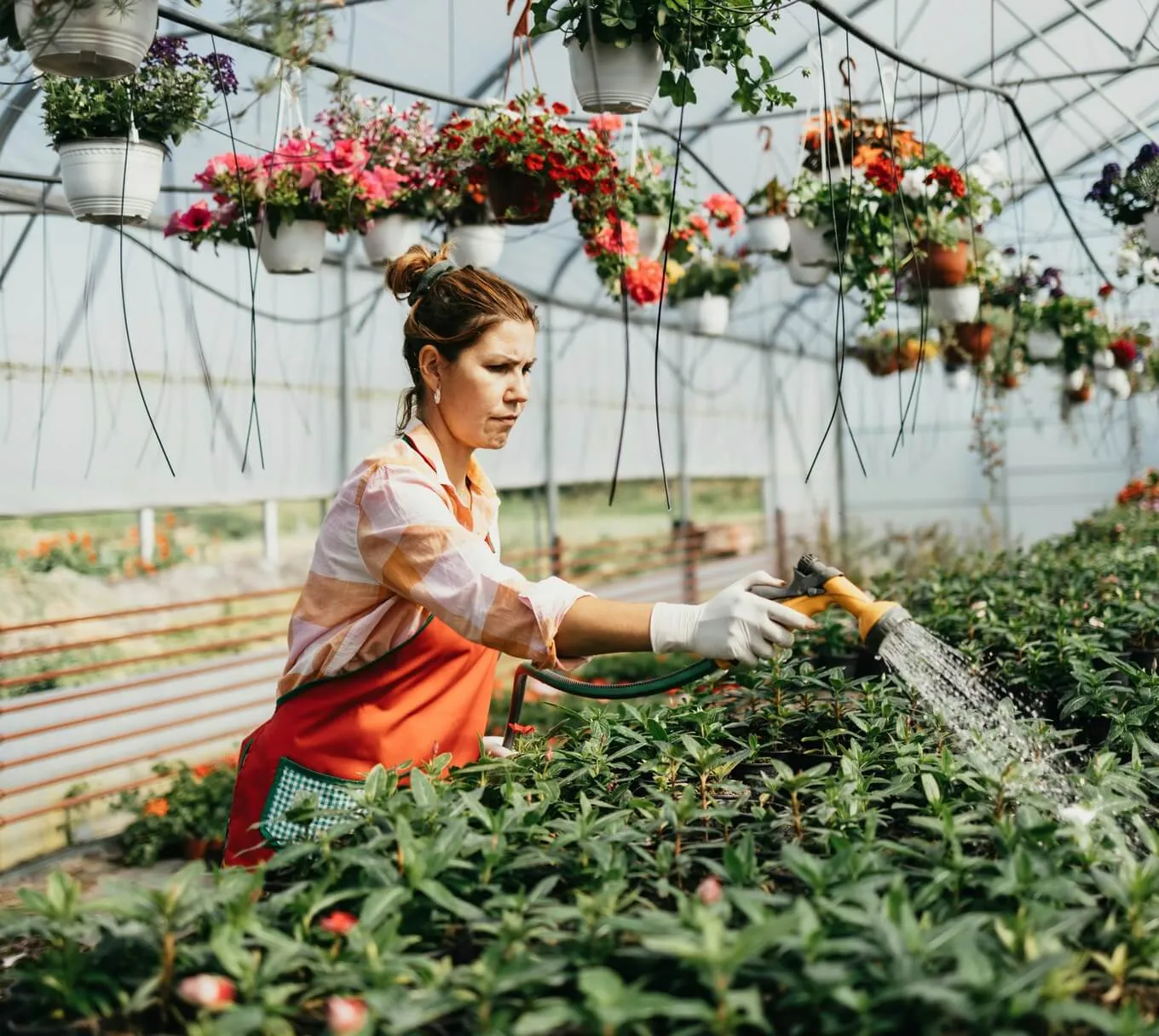A grower watering plants in a greenhouse