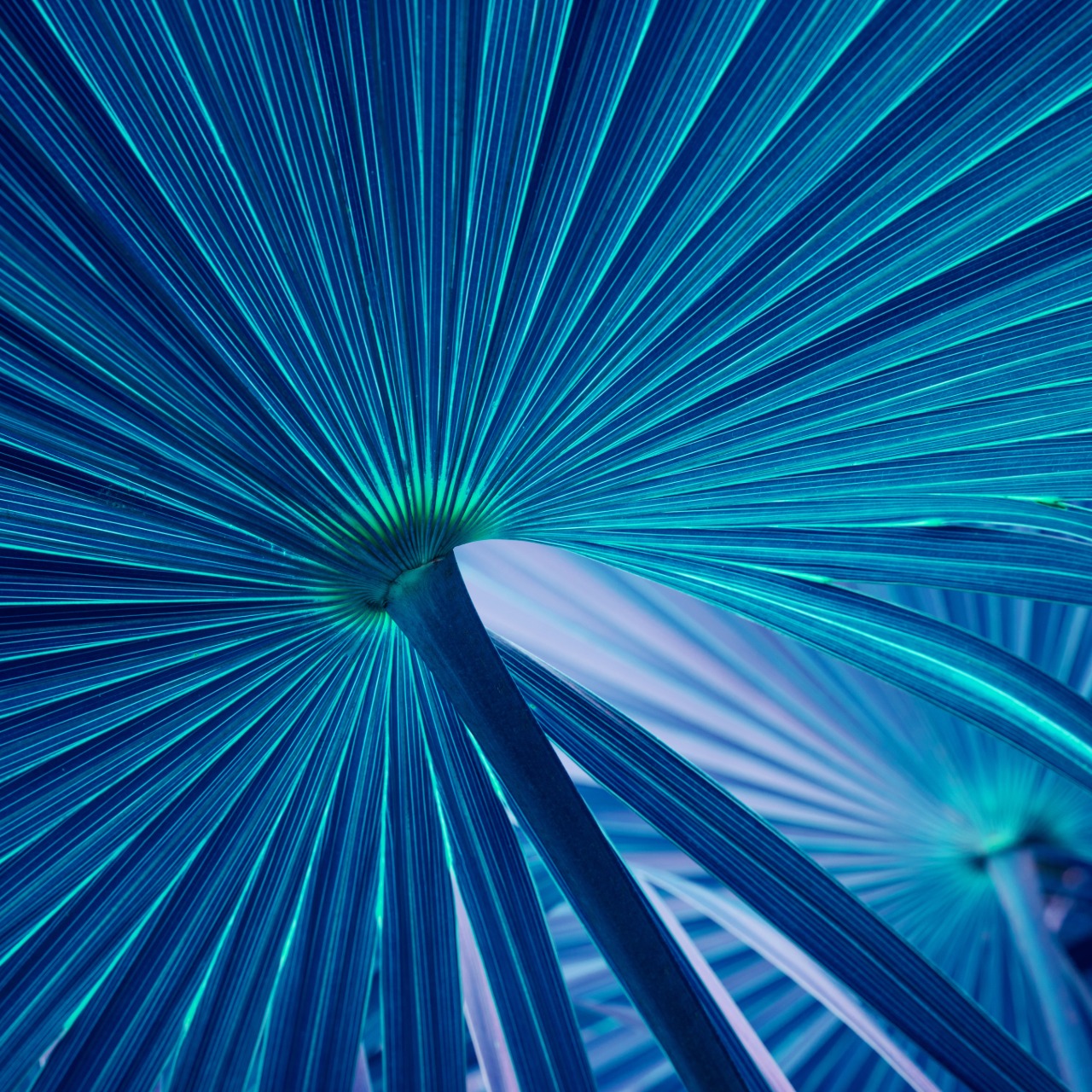 Close-up view of overlapping blue palm leaves showing radiating lines and central veins with a gradient of green near the stems.