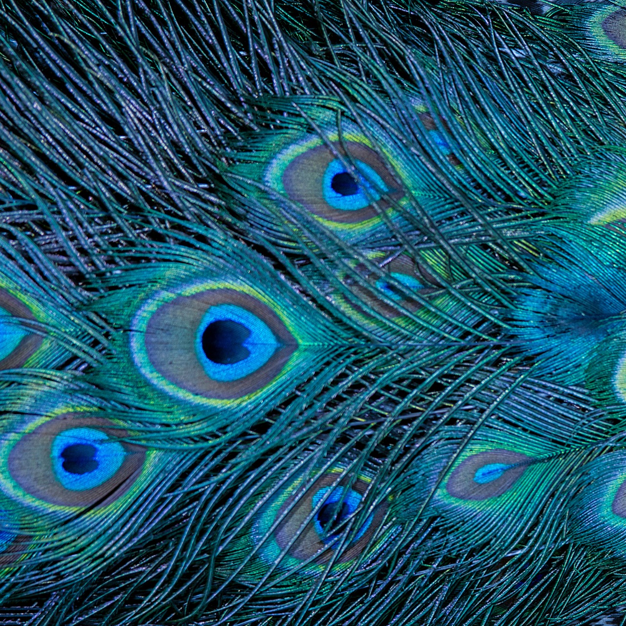 Close-up of overlapping peacock feathers showcasing iridescent blue and green eye patterns with intricate thin filaments.