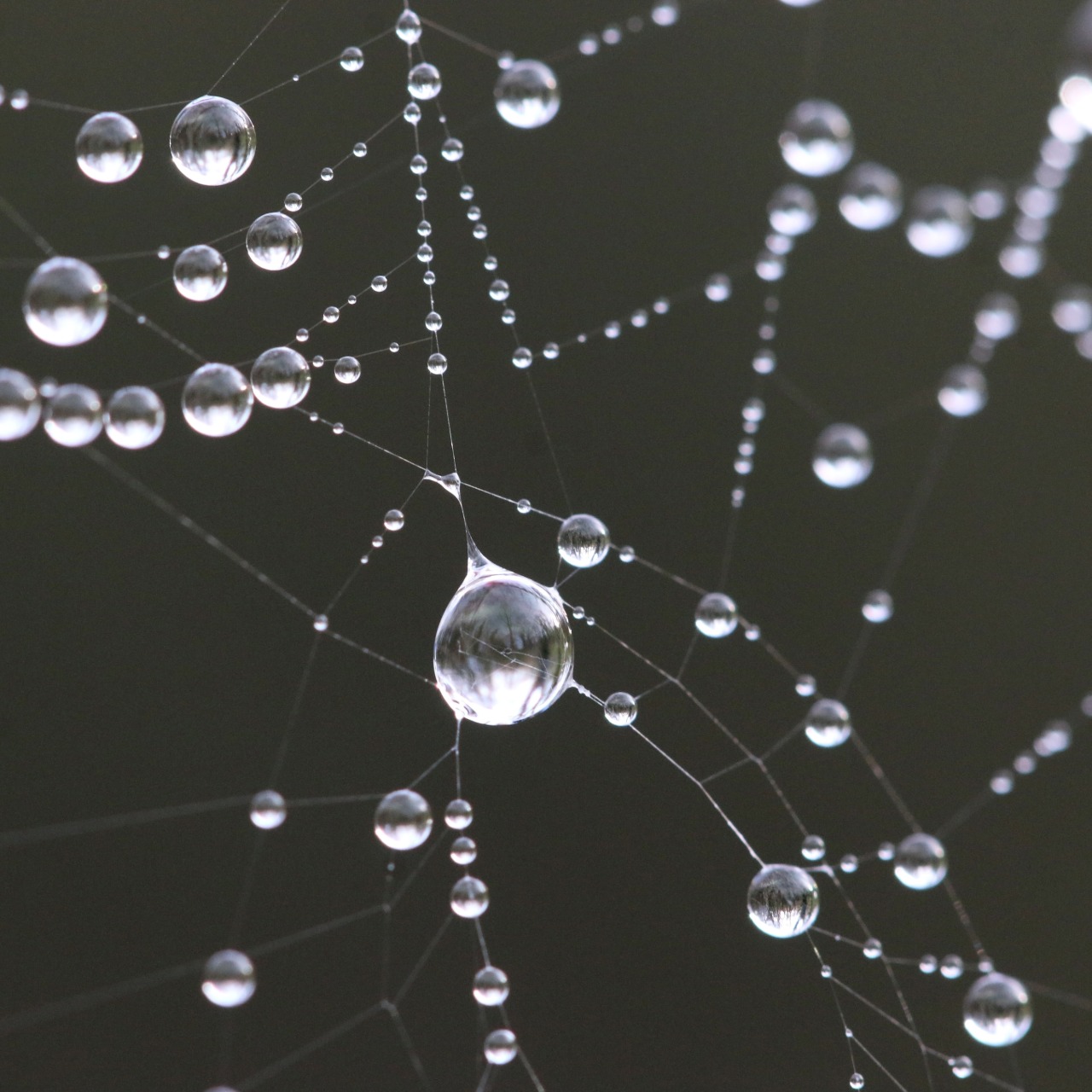 Close-up of a spider web with dew drops on its delicate strands against a dark blurred background.