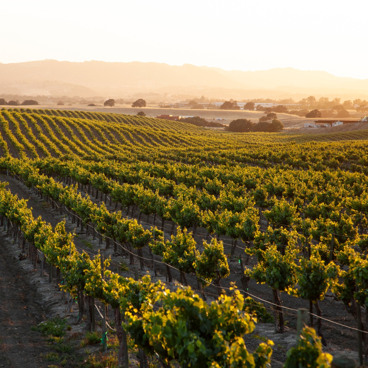 Sunlit vineyard with rows of green grapevines stretching over rolling hills toward distant mountains under a bright sky at sunset.