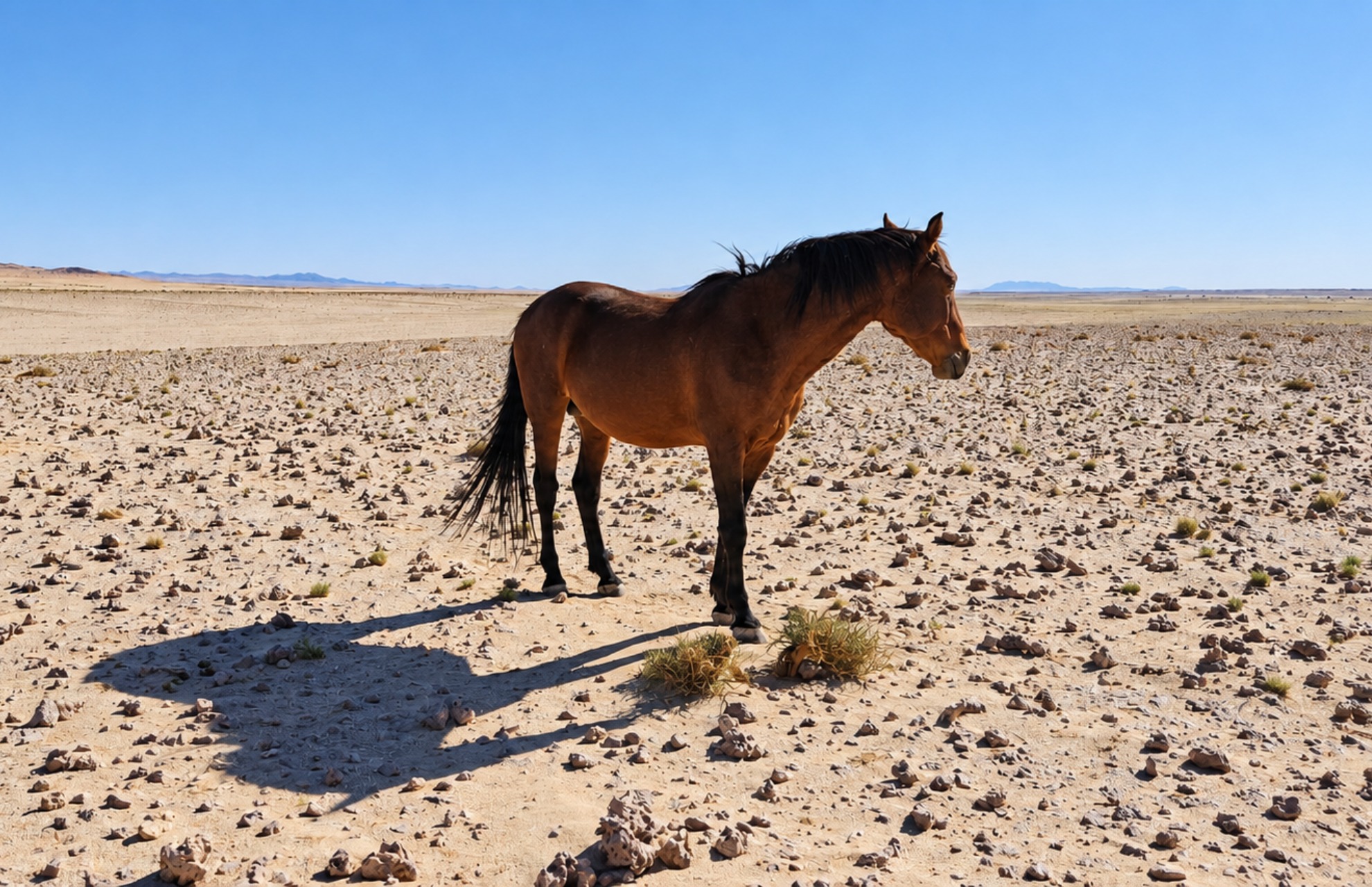 A brown horse stands in a dry, rocky desert landscape under a clear blue sky, casting a long shadow on the ground.