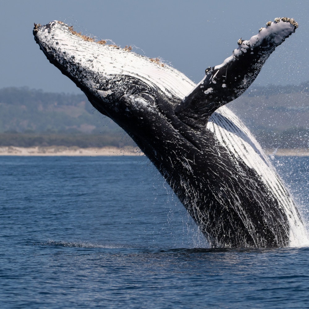 Whale watching in Algoa Bay near Addo Elephant National Park, Eastern Cape