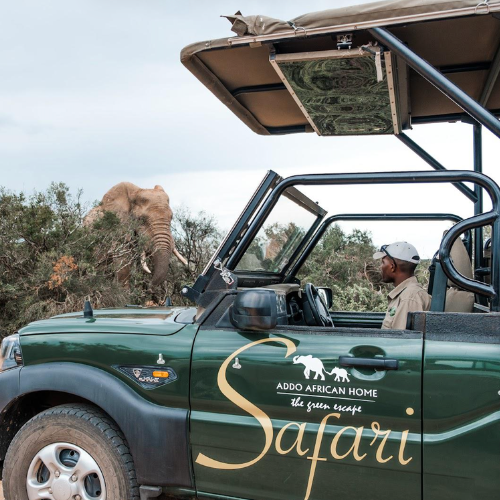 Open safari vehicle at Addo Elephant National Park, Half-Day Game Drive from Addo African Home