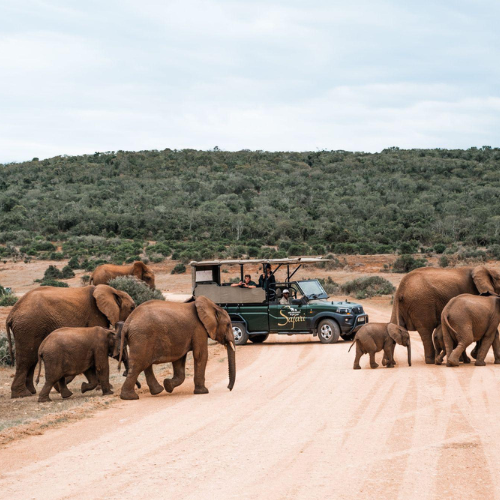 Open safari vehicle on a Full-Day Game Drive in Addo Elephant National Park