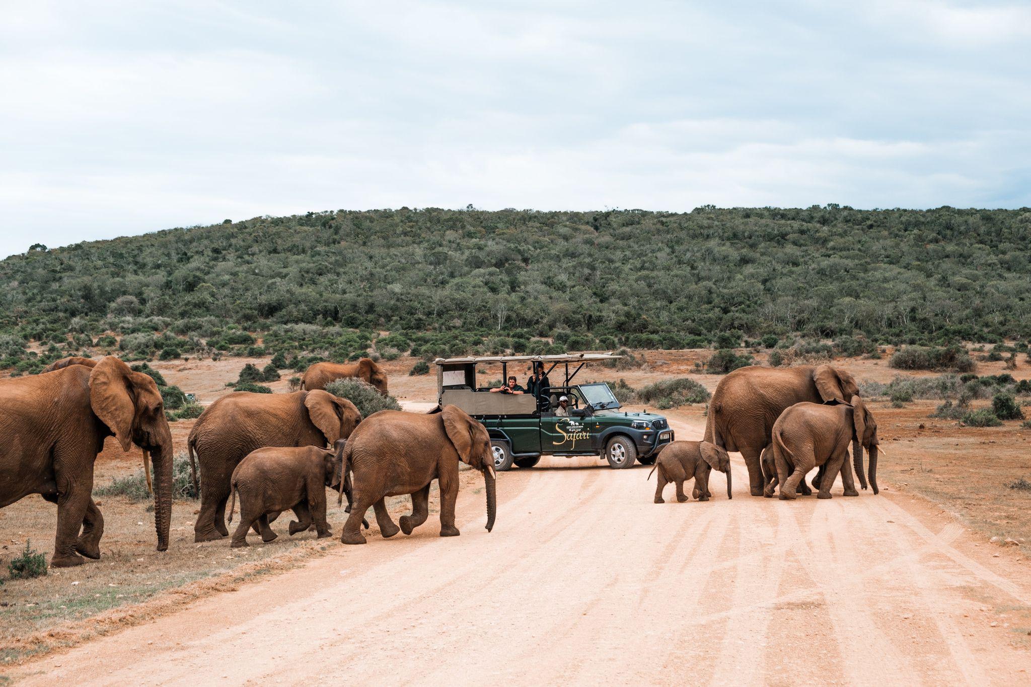 Safaris and Experiences at Addo African Home