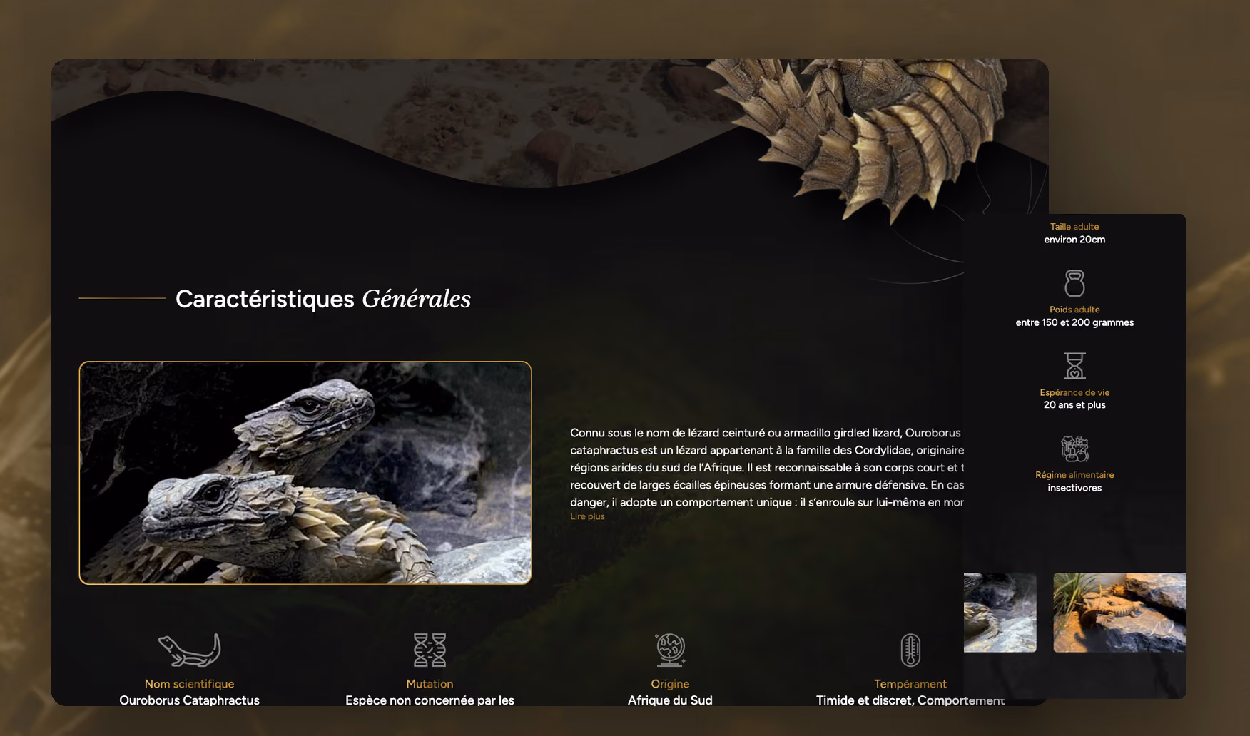 Design Reptiles, fiche reptile