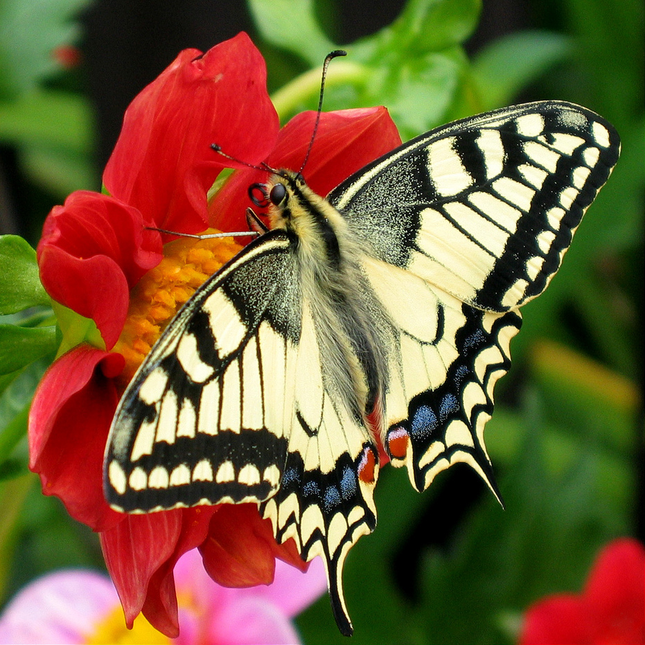 A swallowtail butterfly with cream, black, blue, and red patterns on its wings perched on a bright red flower with a yellow center surrounded by green leaves and blurred colorful flowers in the background.