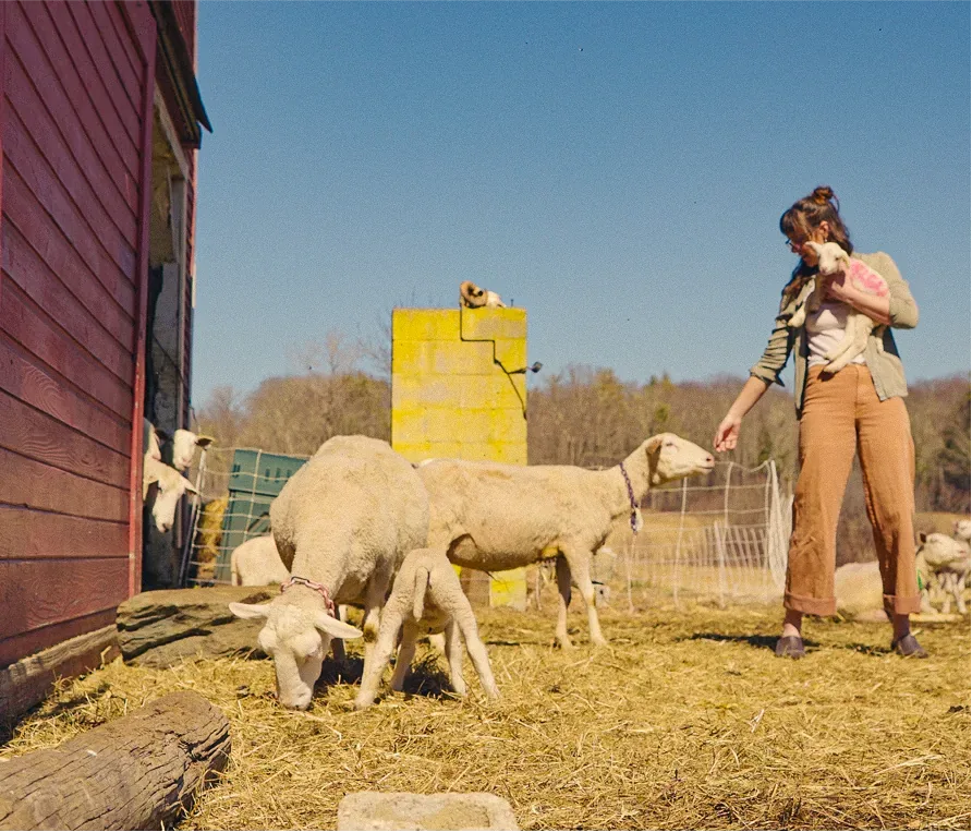 A woman carrying a lamb while feeding sheep beside a red barn