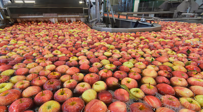 Fruit and vegetable processing line
