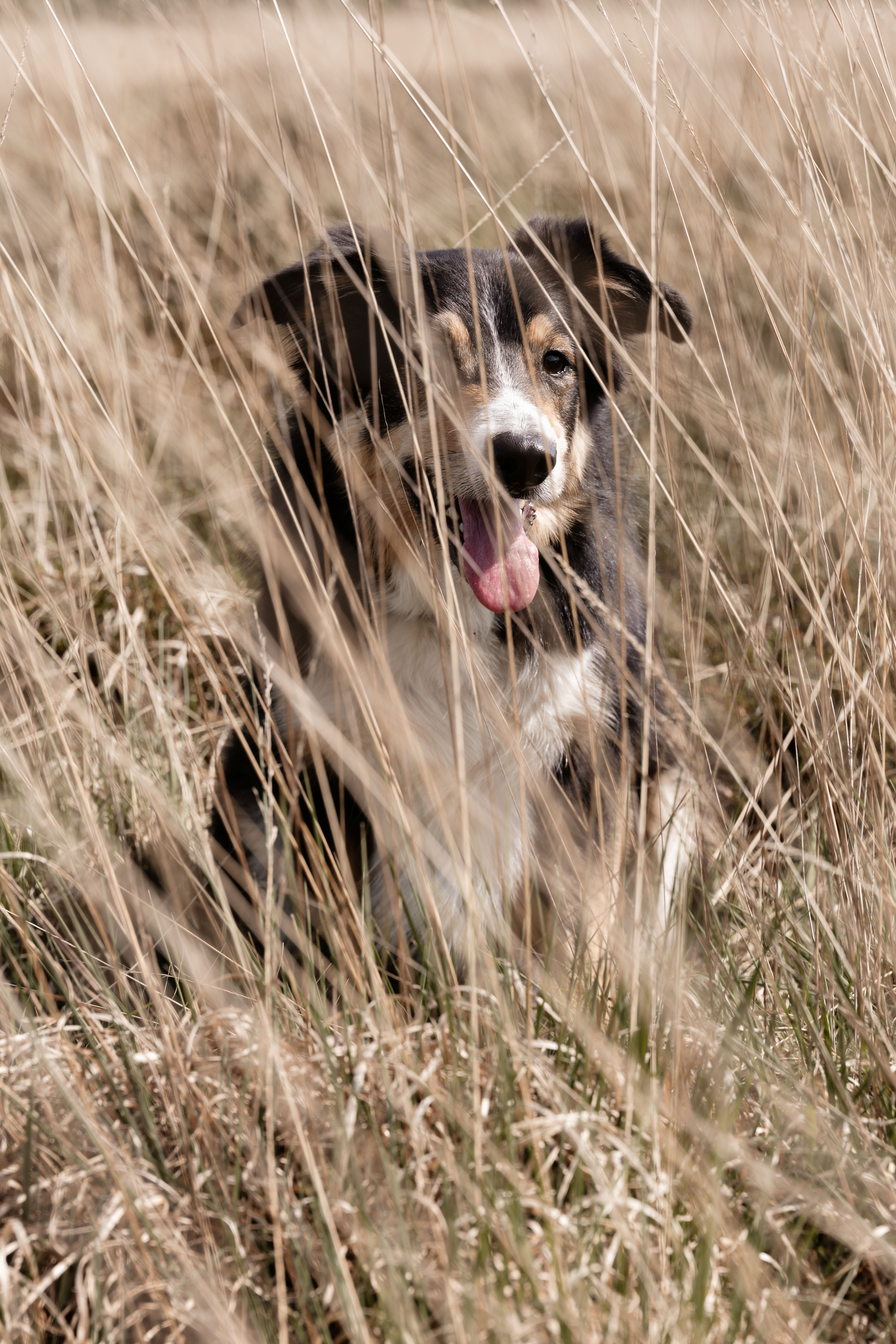 Hond op heide bij Bakkeveen