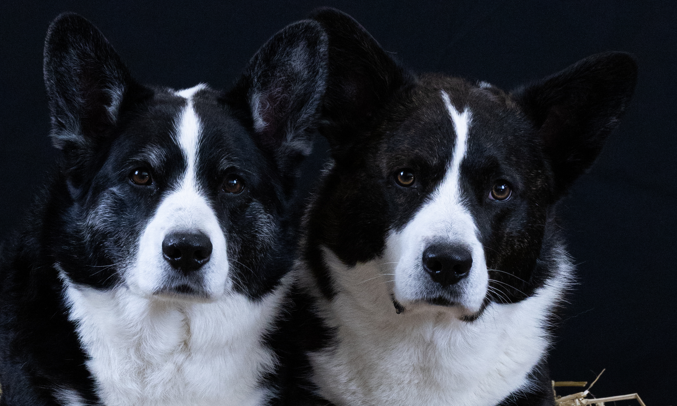 Twee honden samen tijdens een studiofotoshoot voor hondenfotografie in Haulerwijk