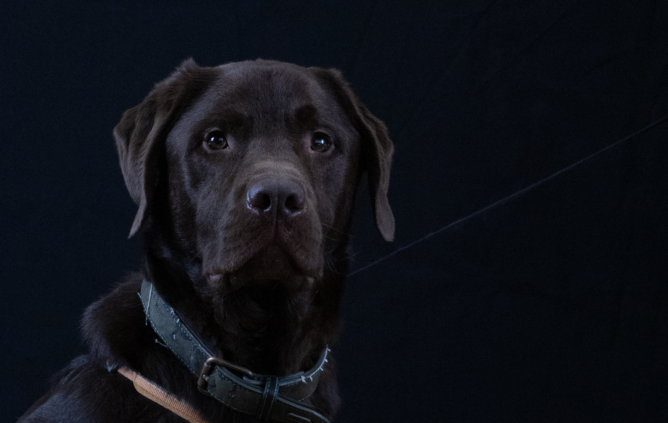 Hond tijdens studioshoot