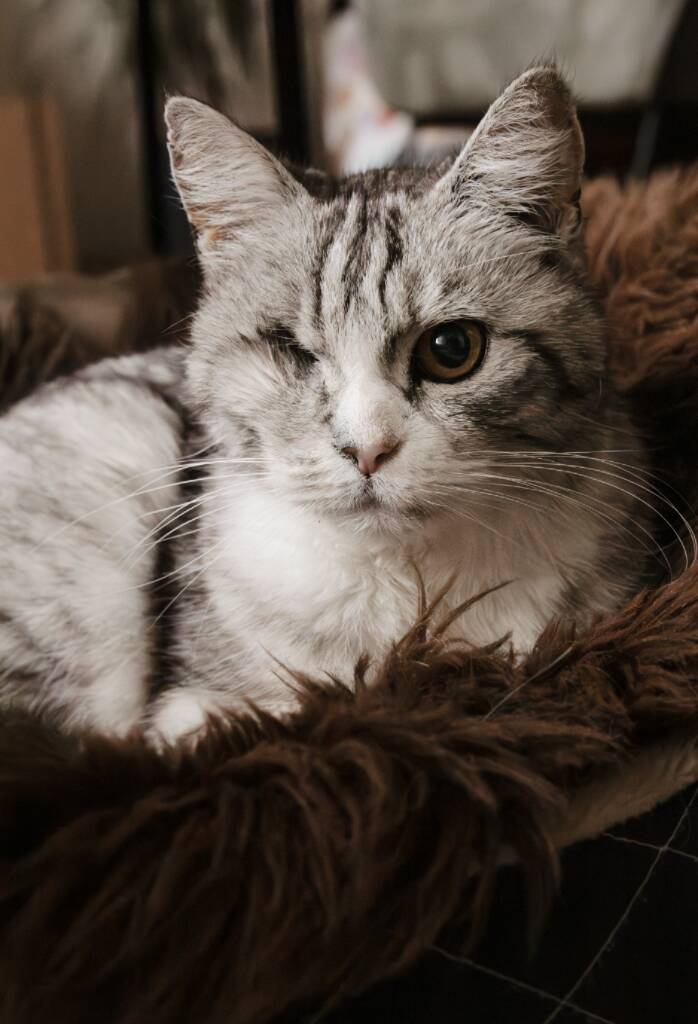 Kat in haar mandje tijdens een shoot aan huis