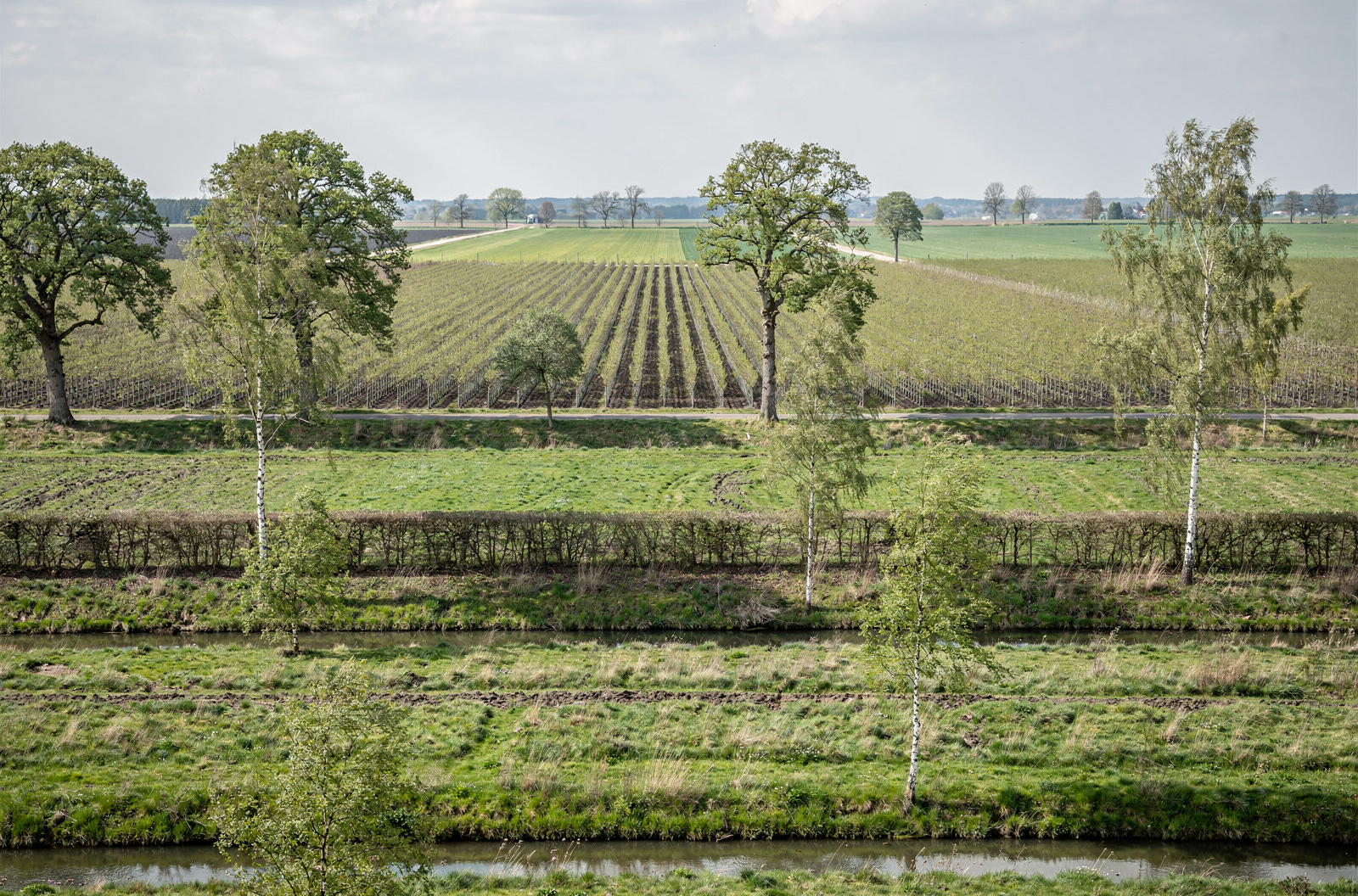 Die Kreisstadt des Ammerlands — Zentrum der Baumschulen und alle drei Jahre Bühne der Rhodo-Schau.